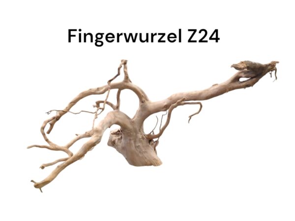 Fingerwurzel Z24